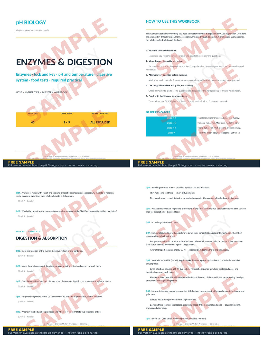 pH Biology · Enzymes & Digestion Mastery Workbook