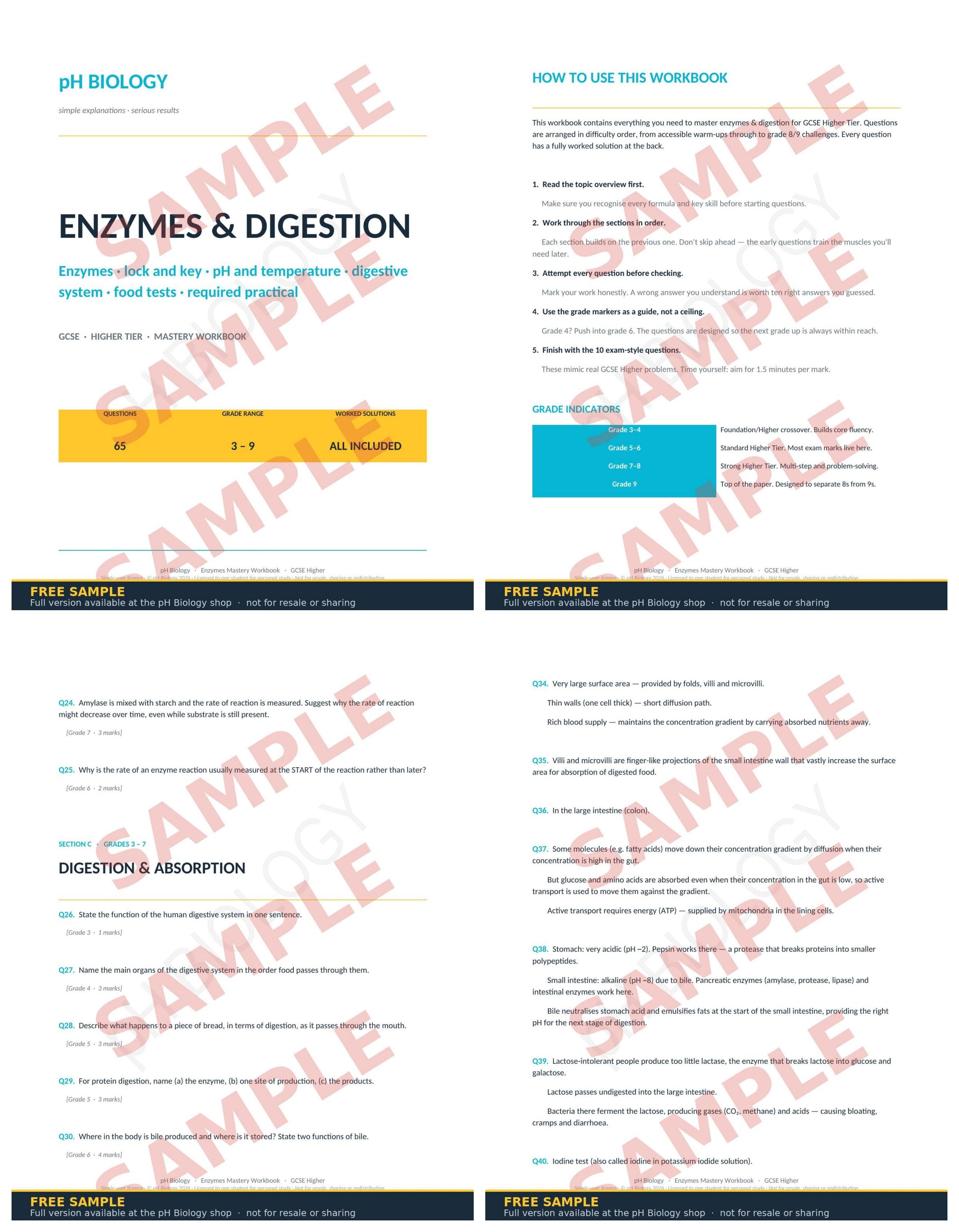 pH Biology · Enzymes & Digestion Mastery Workbook